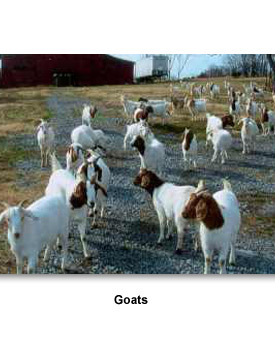 Business Agriculture 01 Goats