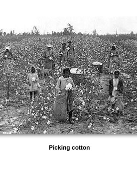 Slaves & Work 02 Picking Cotton