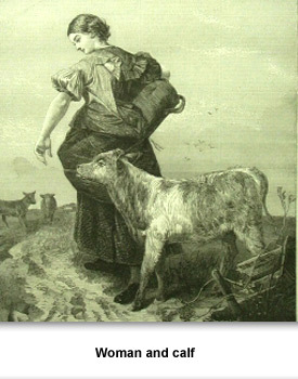 Jackson DD: Cows 02 Woman and a calf