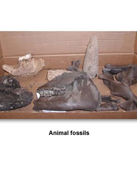 Gray 02 Animal Fossils
