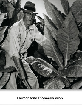 CR Agriculture 03 Farmer tending tobacco