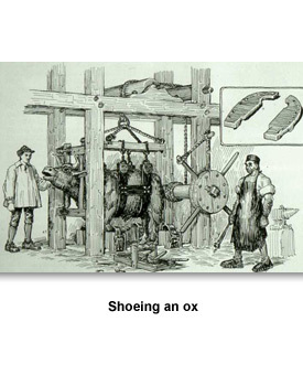 Merchants & Industry 03 Shoeing an ox