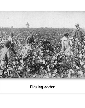 Confronting Living 04 Picking Cotton