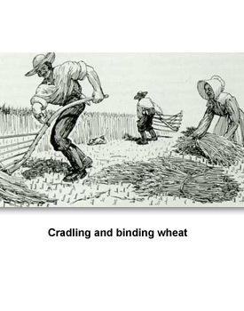 Working on the Farm 06 Cradling and binding wheat