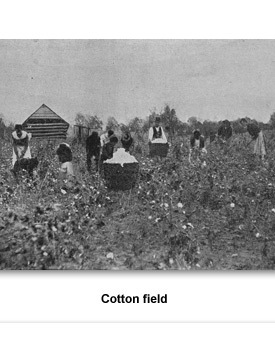 Confront Home 07 Cotton Field