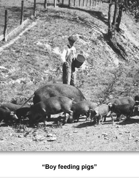 Confront Farming 08 Boysfeeding pigs