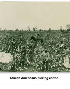 Confront Populism 04 AAs Picking Cotton