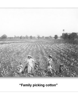 Confront Populism 01 Fam Picking Cotton